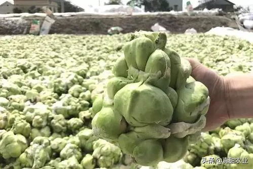 农产品差价那么大，利润究竟去哪里了
