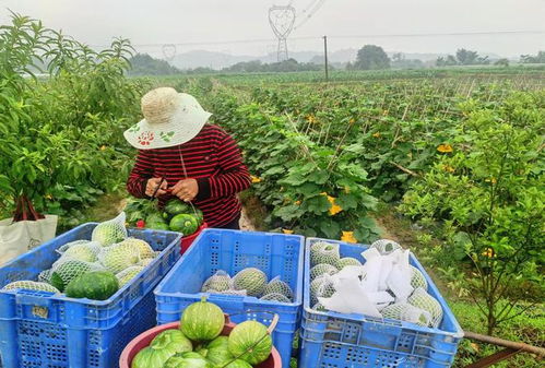 助力乡村振兴 悦绿山生物科技与乐农汇农产品配送成功签约，开启农业合作新篇章