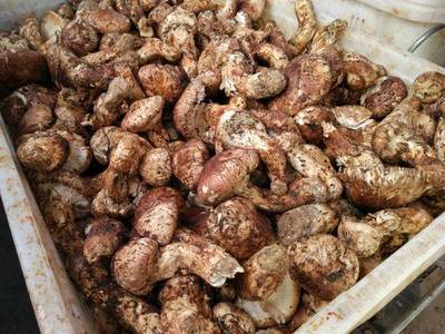 香格里拉松茸上市潮，游客也可以吃到生鲜松茸
